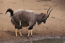 Nyala male displaying, South Africa