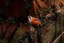 Male Bearded tit (Panurus biarmicus) perched in tree Norfolk, UK