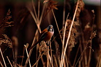 Male Bearded tit (Panurus biarmicus) perched in reed Norfolk, UK