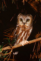 Northern saw-whet owl (Aegolius acadicas) in conifer LI, New York, USA