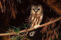 Northern saw-whet owl in conifer tree, Long Island, New York