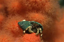 Hermit crab on soft coral (Paguridae) Pacific Canada