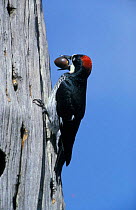 Acorn woodpecker stores acorn in granary tree (Melanerpes formicivorus) Belize