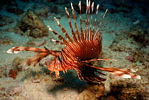 Lionfish (Pterois volitans) Abuthania Reef, Bahrain Arabian Gulf