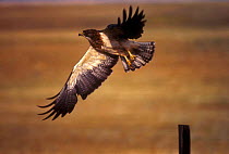 Swaison's hawk landing. (Buteo swainsonii) Wyoming, USA.