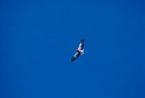 Swaison's hawk soaring. (Buteo swainsonii) Wyoming, USA