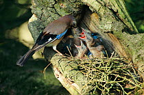 Jay feeding 10-day-old chicks in oak tree (Garrulus glandarius) UK