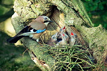 Jay feeding 14-day-old chicks at nest in oak tree. (Garrulus glandarius) UK.