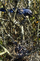 Florida scrub jay (Aphelocoma coerulescens) at nest with chicks, Florida, USA, Vulnerable species