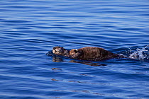 Female Sea otter (Enhydra lutris) swimming on back holding bab, Alaska, USA