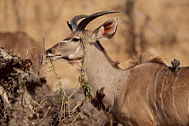 Greater kudu young male with oxpeckers, Botswana, Chobe NP Africa