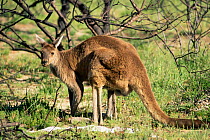 Western grey kangaroo male (Macropus fuliginosus) Yanchep NP, western Australia