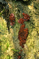 Heliotales fungi on tree trunk (Ascocoryne sarcoides) England