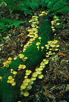 Sulphur tuft fungi (Hypholoma fasciculare) in woodland England Surrey in October