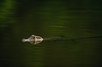 Black caiman juvenile semi submerged at water surface (Caiman niger) Manu NP, Peru