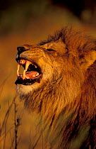 Male lion showing teeth. (Panthera leo) Okavango Delta Botswana, Southern-Africa