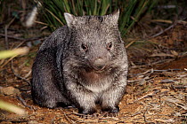 Common wombat, Australia