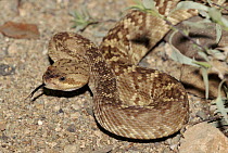 Black tailed rattlesnake, Arizona, USA