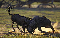 Wildebeest fighting (Connochaetes taurinus) Kruger NP, S. Africa