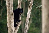 Asiatic black bear in tree(Ursus thibetanus) Huai Kha Khaeng WS, Thailand