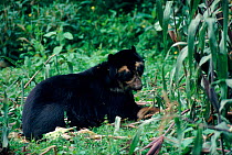 Spectacled bear (Tremarctos ornatus) eating maize. Andes