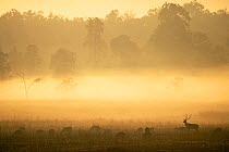 Chital / Spotted deer (Axis axis) in morning mist, Kanha NP, India