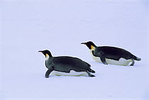 Emperor penguins toboganning (Aptenodytes forsteri) Weddell Sea