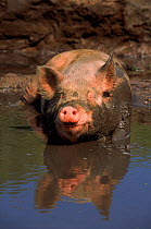 Domestic pig in mud wallow. USA, Illinois