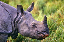 Indian rhinoceros profile (Rhinoceros unicornis) Kaziranga NP, Assam, NE India