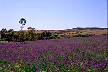 Field of purple Paterson's curse noxious weed. W Australia Spring