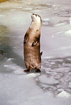 Canadian otter standing on ice (Lutra canadensis) Montana, USA.