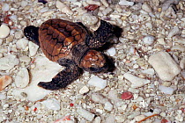 Loggerhead turtle hatchling (Caretta caretta) Australia. captive