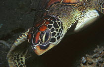 Green turtle close up (Chelonia mydas) Indo Pacific