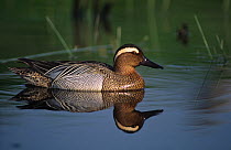 Garganey duck (Anas querquedula) on water, Belgium