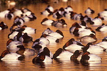 Flock of Canvasback duck (Aythya valisineria) roosting on water, Long Island, New York, USA