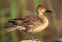 Pintail duck (Anas acuta) Bolsa chica, California, USA