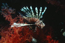 Lionfish (Pterois miles) Red Sea. Egypt.