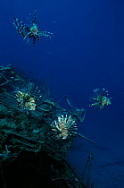 Lionfish swimming over wreck, Red Sea.