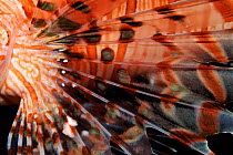 Close-up of Lionfish fin, Phillipines.