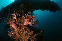 Lionfish on reef, Phillipines.