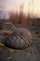 Temminck's ground pangolin (Manis temmincki) curled up for defense, Linyanti, Botswana