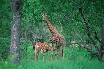 Female Giraffe suckling calf (Giraffa camelopardalis) Kruger NP,South Africa