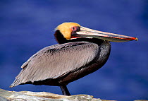 Brown pelican portrait, La Jolla CA USA