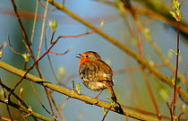 Robin (Erithacus rubecula) singing in tree. England, UK, Europe