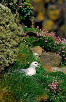 Fulmar on nesting ledge with thrift in flower, Handa Island Scotland.