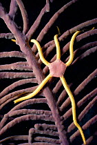 Brittlestar on Sea whip coral. (Ophiurida) Caribbean. Night. Soft coral.