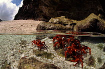 Christmas Island red crabs in shallow sea, Christmas Island. Split-level