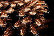 Shoal of Striped catfish, Indo-Pacific