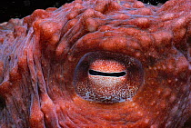 Close-up of eye of Giant pacific octopus. (Octopus dofleini) Pacific off British Columbia, North America