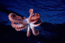 Common reef octopus descends on prey. (Octopus cyaneus) Red Sea Egypt